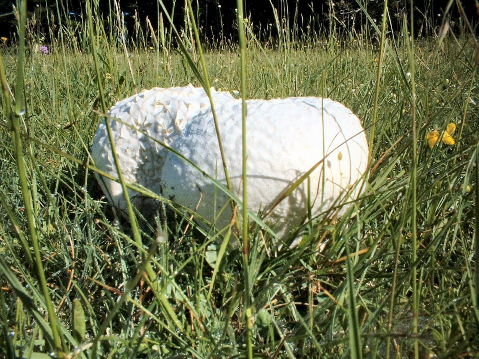 Calvatia utriformis